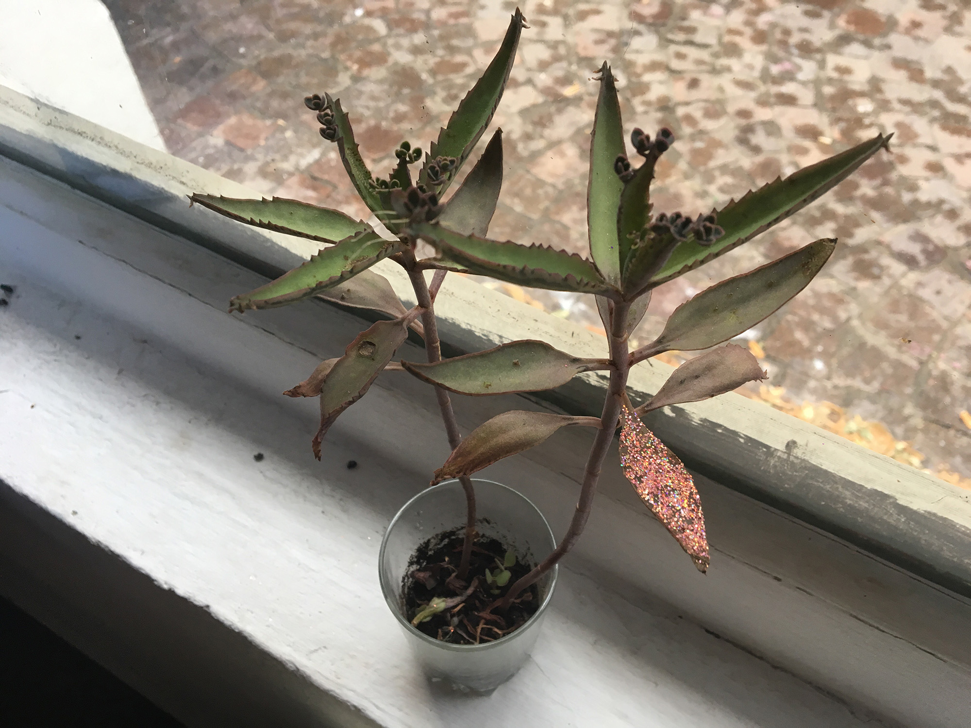 Une plante est posé sur un rebord de fenêtre. Une de ses feuilles est recouverte de paillettes roses.